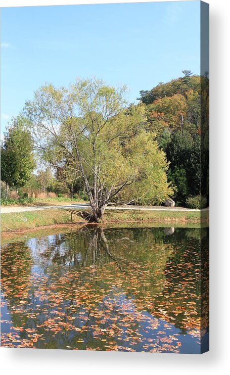Tree Acrylic Print featuring the photograph Reflections #1 by Karen Ruhl