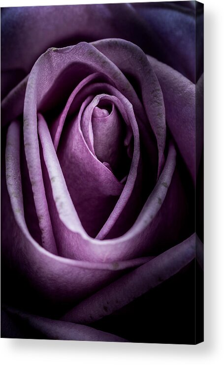 Flower Acrylic Print featuring the photograph Rose #1 by Allin Sorenson