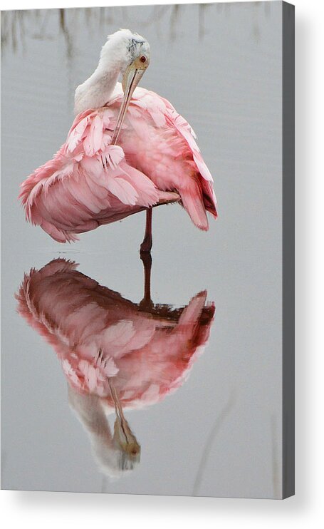 Bird Acrylic Print featuring the photograph Roseate Spoonbill #1 by Alan Lenk