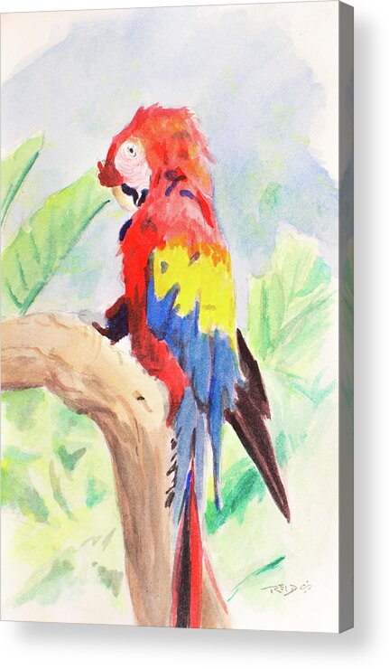 Safari Parrot Acrylic Print featuring the painting Safari Parrot #2 by Christopher Reid