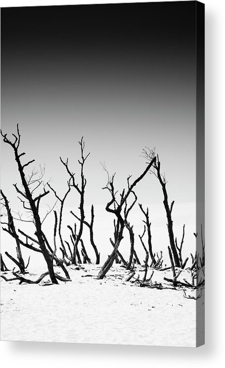 Sand Acrylic Print featuring the photograph Sand Dune With Dead Trees #1 by Chevy Fleet