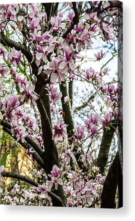 Nyc Acrylic Print featuring the photograph Saucer Magnolias in Central Park #1 by Robert J Caputo