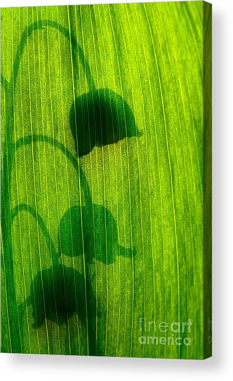 Nature Acrylic Print featuring the photograph Shadow #1 by Odon Czintos