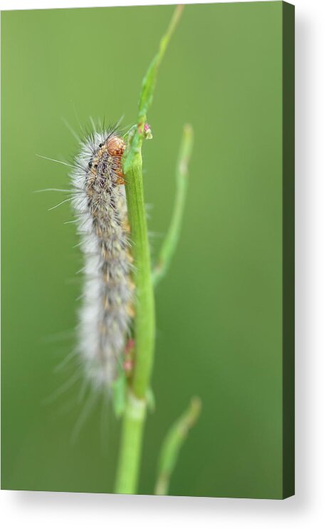 Animal Acrylic Print featuring the photograph The beauty of caterpillars #3 by Natura Argazkitan