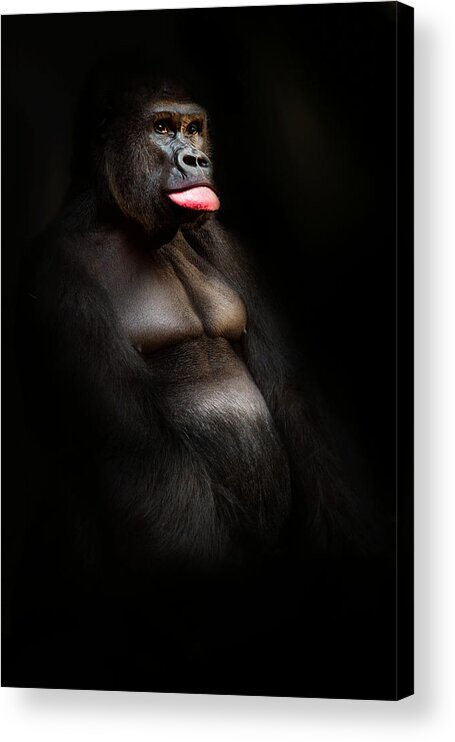 Gorilla Acrylic Print featuring the photograph The Gorilla #1 by Christine Sponchia