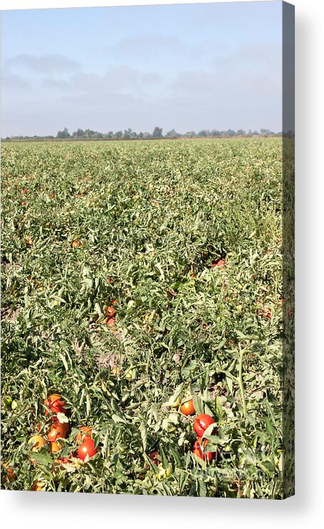 Tomato Acrylic Print featuring the photograph Tomato Field, California #1 by Inga Spence