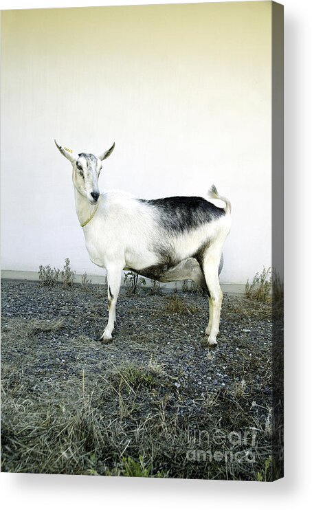 Goat Acrylic Print featuring the photograph Transgenic Goat #1 by Inga Spence