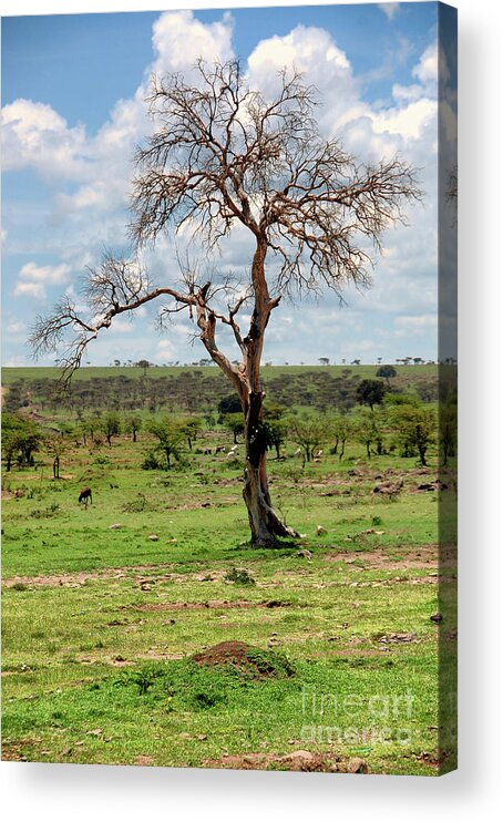 Land Acrylic Print featuring the photograph Tree #1 by Charuhas Images