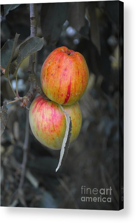 Michelle Meenawong Acrylic Print featuring the photograph Two Of A Kind #3 by Michelle Meenawong