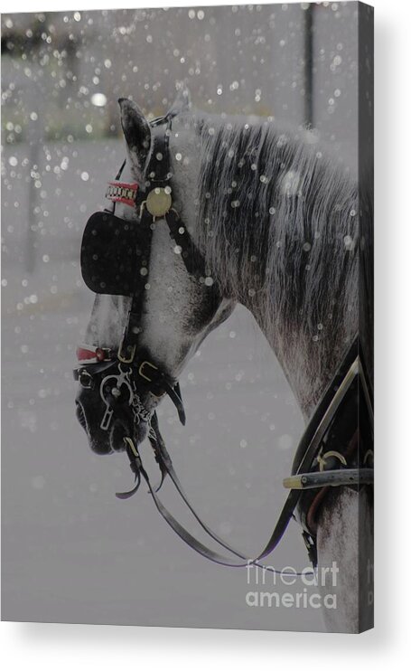 Horse Acrylic Print featuring the photograph Waiting #2 by Clare Bevan