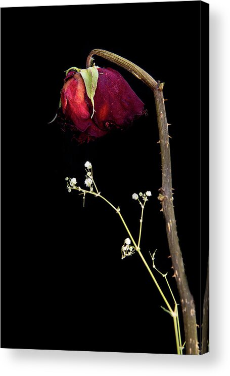 Rose Acrylic Print featuring the photograph Wilted dry red rose flower #1 by Michalakis Ppalis