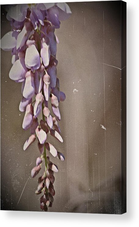 Wisteria Acrylic Print featuring the photograph Wisteria Dreams- Fine Art #1 by KayeCee Spain