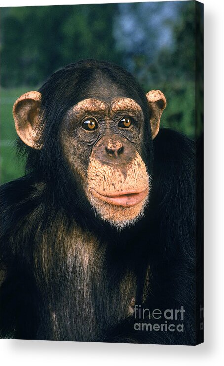 Adult Acrylic Print featuring the photograph Chimpanzee Pan Troglodytes #10 by Gerard Lacz
