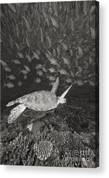 Among Acrylic Print featuring the photograph Green Sea Turtle #10 by Dave Fleetham - Printscapes