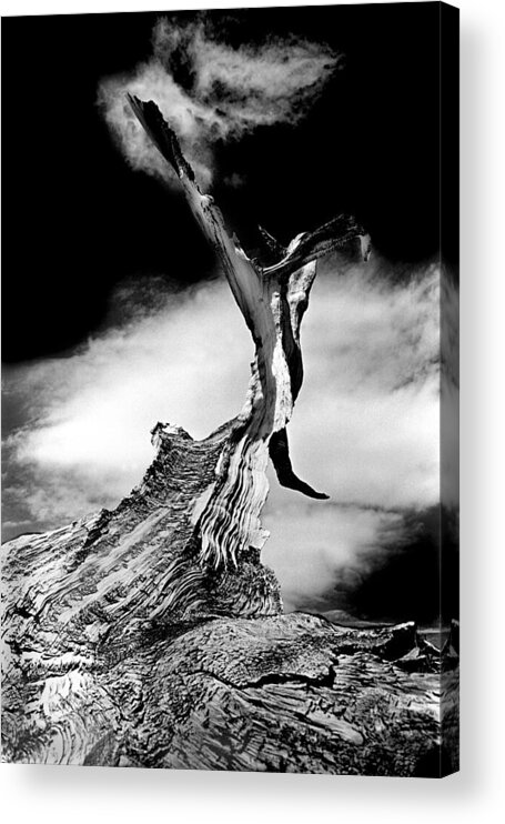 Tree Acrylic Print featuring the photograph 1000 Years To Create by Paul W Faust - Impressions of Light