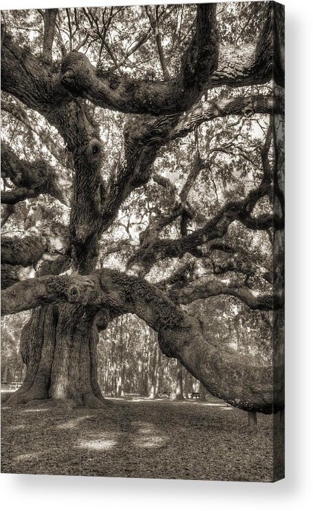 Angel Oak Acrylic Print featuring the photograph Angel Oak Live Oak Tree #12 by Dustin K Ryan