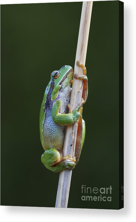Common Tree Frog Acrylic Print featuring the photograph 150501p319 by Arterra Picture Library
