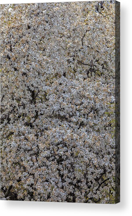 Magnolia Trees Acrylic Print featuring the photograph Magnolia Trees #19 by Robert Ullmann