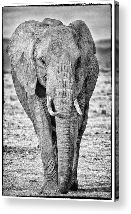 Africa Acrylic Print featuring the photograph African Elephants in the Masai Mara #1 by Perla Copernik