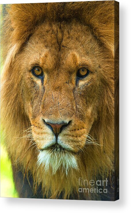 Lion Acrylic Print featuring the photograph Lion #3 by Andrew Michael