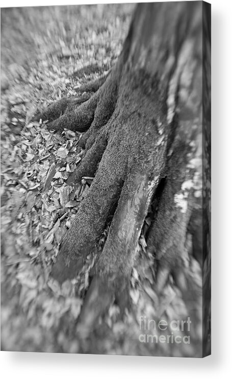 Dry Acrylic Print featuring the photograph Roots #2 by Gabriela Insuratelu