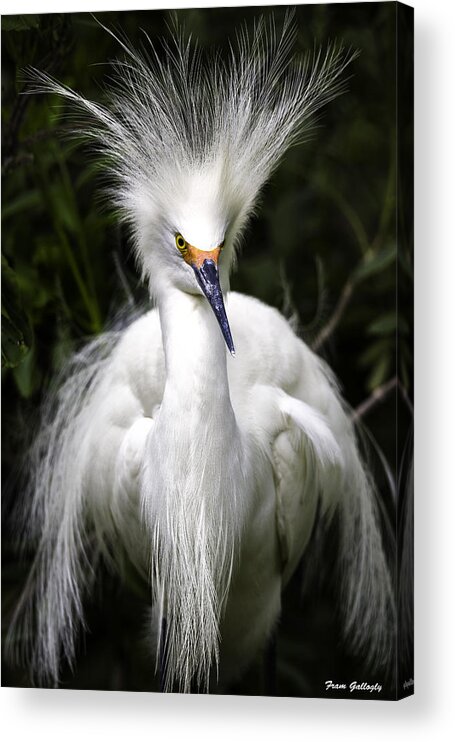 Snowy Egret Acrylic Print featuring the photograph Snowy Egret #2 by Fran Gallogly