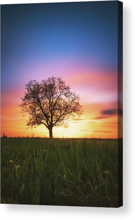Tree Acrylic Print featuring the photograph Sunset #4 by Marc Braner