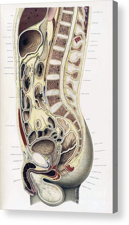 Science Acrylic Print featuring the photograph Topographisch-anatomischer, Braune, 1872 #2 by Science Source