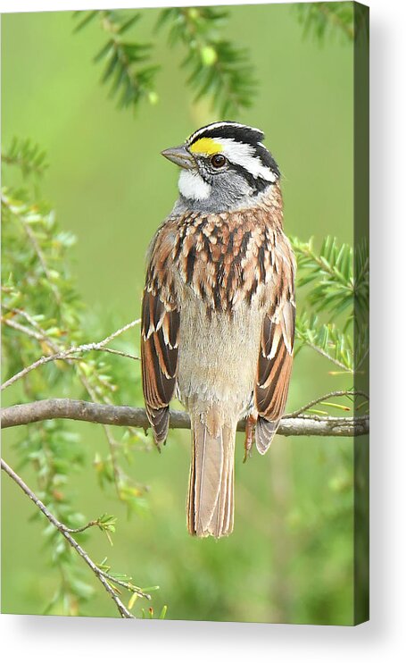 Bird Acrylic Print featuring the photograph White-throated Sparrow #2 by Alan Lenk