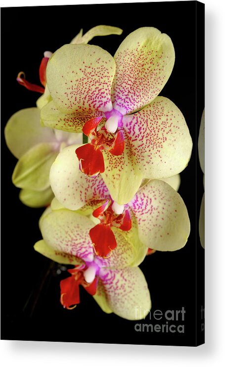 Nature Acrylic Print featuring the photograph Yellow Orchid by Dariusz Gudowicz