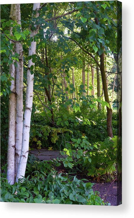 Birch Trees Acrylic Print featuring the photograph 2016 July Garden Birch Trees Along the Path by Janis Senungetuk