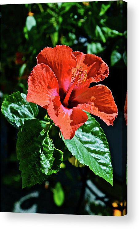 Hibiscus Acrylic Print featuring the photograph 2017 Hibiscus Study 2 by Janis Senungetuk