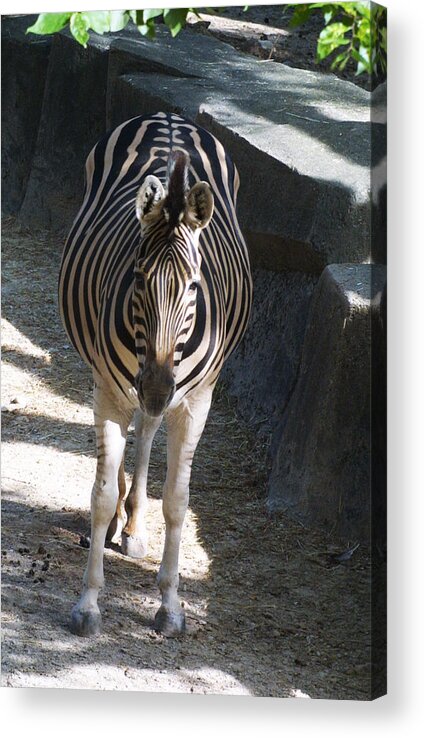 Zoo Acrylic Print featuring the photograph Zoo Scapes #23 by Jean Wolfrum
