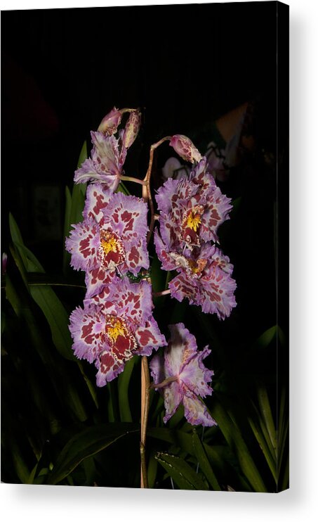 Bowri-albida Acrylic Print featuring the digital art Cattleya Style Orchids #3 by Carol Ailles
