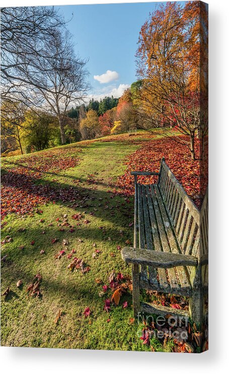 Autumn Acrylic Print featuring the photograph Autumn Leaves #3 by Adrian Evans