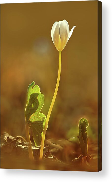 Sanguinaria Canadensis Acrylic Print featuring the photograph Bloodroot by Robert Charity