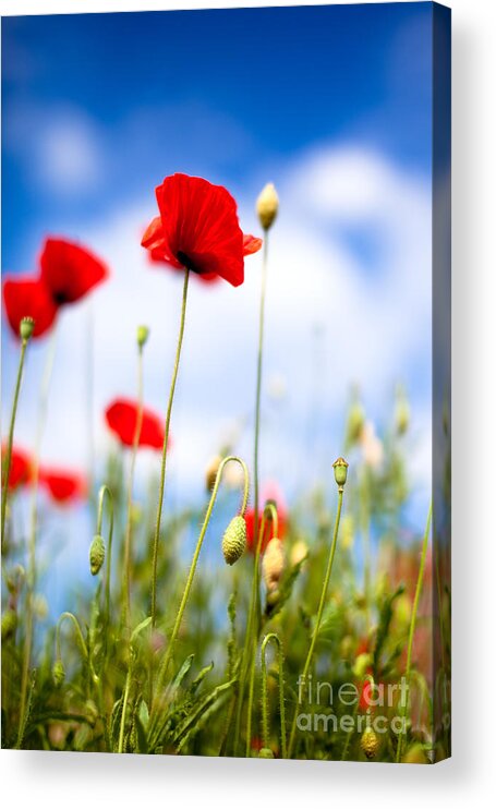 Poppy Acrylic Print featuring the photograph Corn Poppy Flowers #3 by Nailia Schwarz