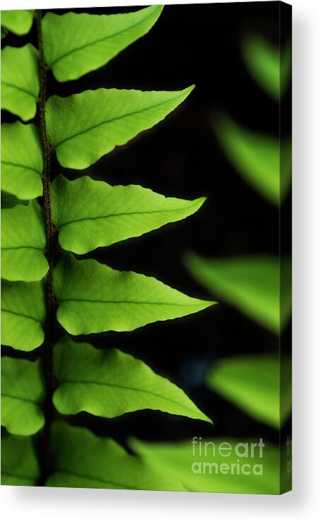 Bellevue Acrylic Print featuring the photograph Fern Close-Up #3 by Jim Corwin