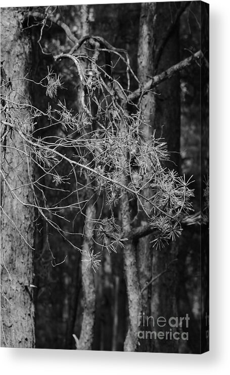 Forest Acrylic Print featuring the photograph Pine Trees #6 by Dariusz Gudowicz