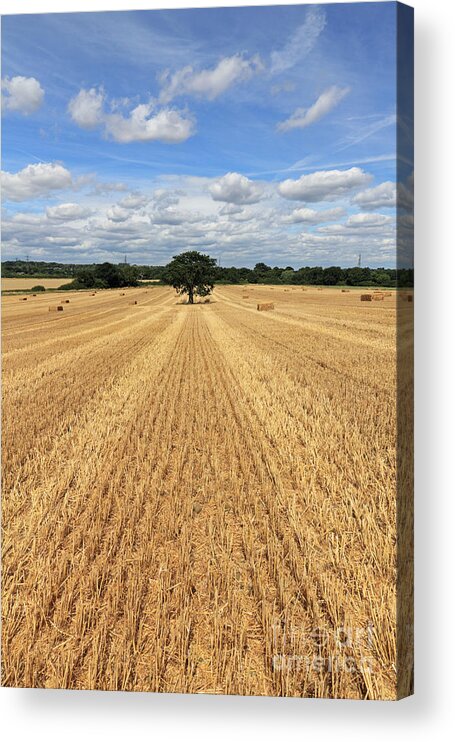 Uk Weather Hay Bales In The Summer Sunshine At Epsom Surrey Uk Autumn Colours Surrey Uk Autumn Colors Sunshine In English British Britain England Tree Oak Countryside Landscape Gold Golden Color Fluffy Fair Cumulus Clouds Cloud Converging Tracks Harvest Harvested Farmland Farm Agriculture Farming Acrylic Print featuring the photograph After the Harvest England #1 by Julia Gavin