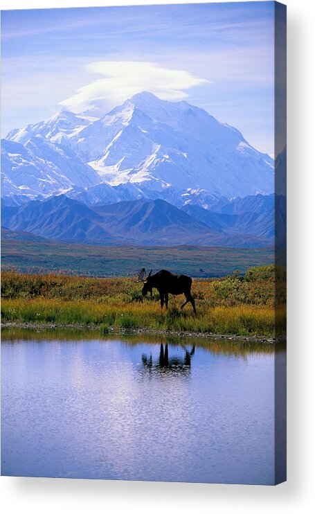 Animal Art Acrylic Print featuring the photograph Denali National Park #4 by John Hyde - Printscapes