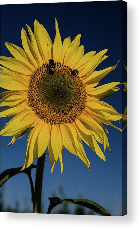 Winterpacht Acrylic Print featuring the photograph Sunflower Fields #4 by Miguel Winterpacht