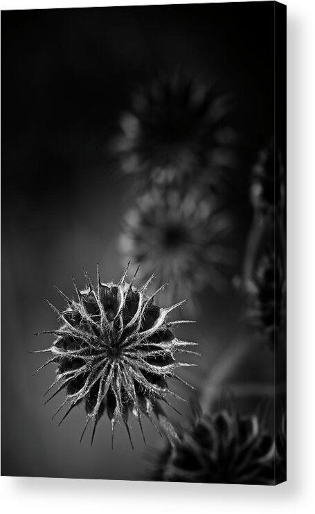 Blumwurks Acrylic Print featuring the photograph 432 Hz by Matthew Blum