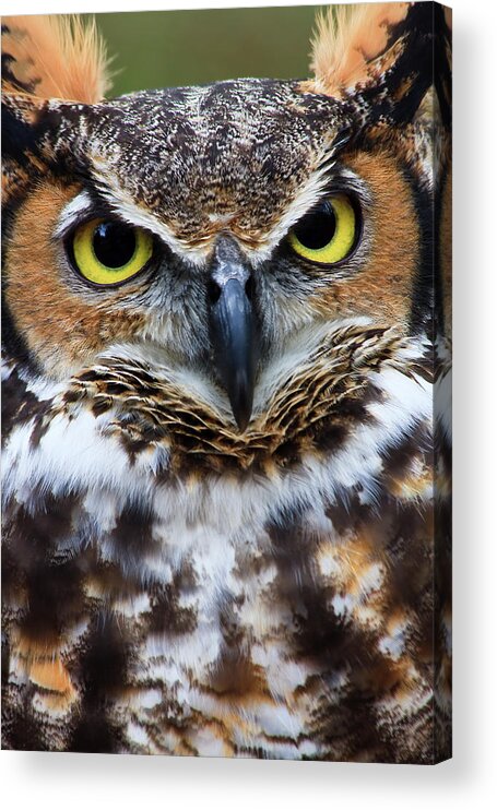 Great Acrylic Print featuring the photograph Great Horned Owl #5 by Jill Lang