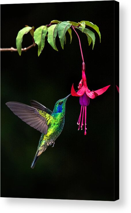 Photography Acrylic Print featuring the photograph Green Violetear Colibri Thalassinus #5 by Panoramic Images
