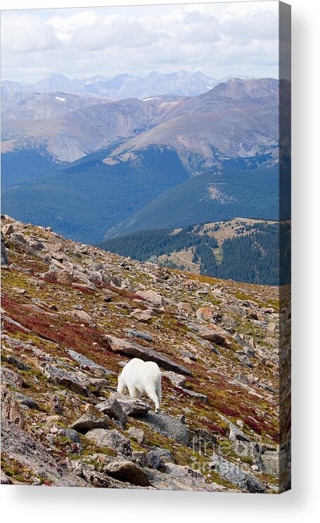 Goat Acrylic Print featuring the photograph Mountain Goats on Mount Bierstadt in the Arapahoe National Forest #5 by Steven Krull