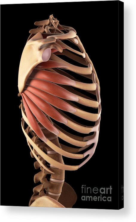 Digitally Generated Image Acrylic Print featuring the photograph Serratus Muscle #5 by Science Picture Co