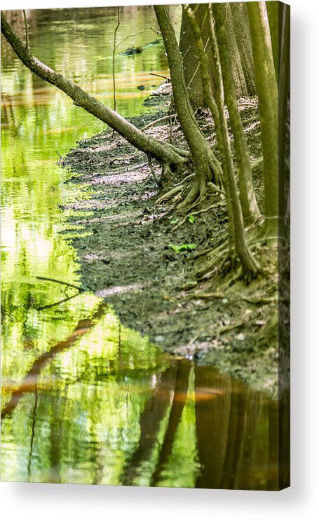 Carolina Acrylic Print featuring the photograph cypress forest and swamp of Congaree National Park in South Caro #7 by Alex Grichenko
