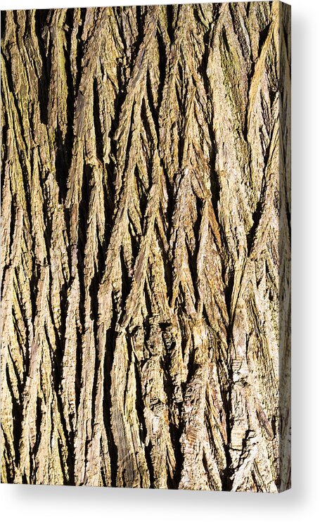 Abstract Acrylic Print featuring the photograph Tree bark #7 by Tom Gowanlock