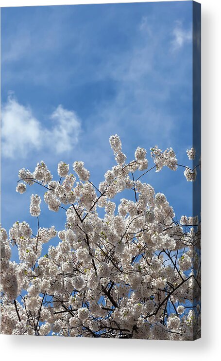 Cherry Blossoms Acrylic Print featuring the photograph Cherry Trees #70 by Robert Ullmann